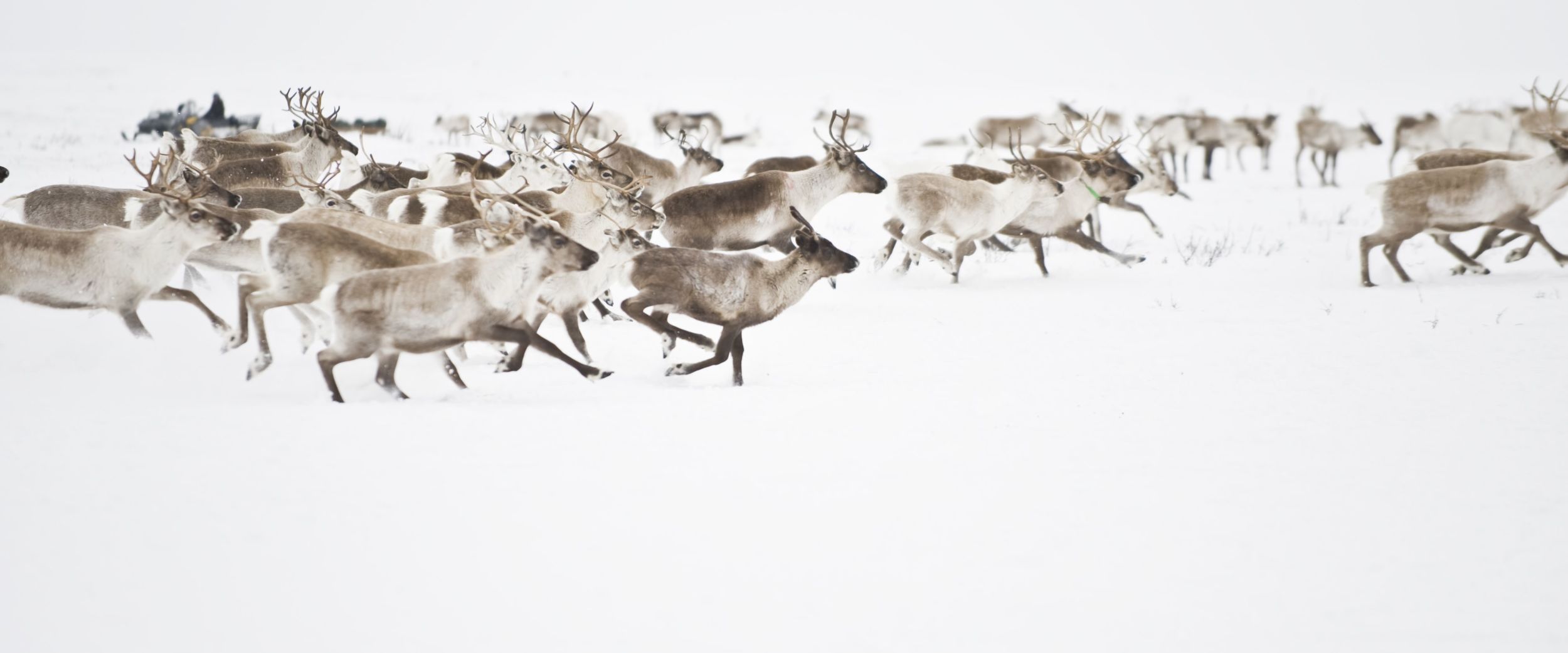 Reindeers at the Finnmark mountain plateau. Photo Terje rakke/visitnorway.com