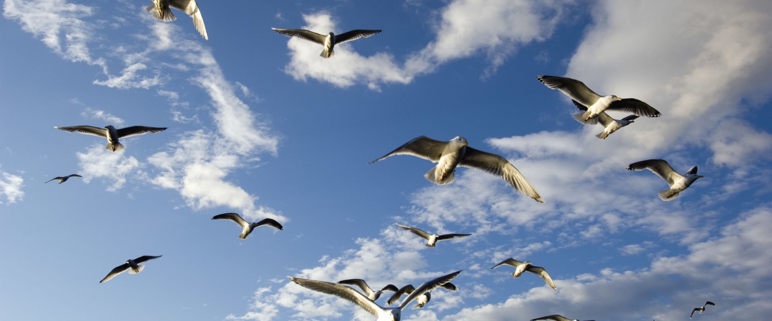 Seagulls in Finnmark. Photo Johan Wildhagen/visitnorway.com