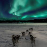 Dog sledding in the Northern lights