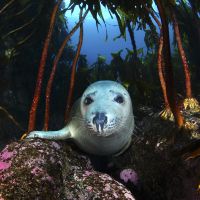 Young seal approaching photographer diving outside Ålesund. Photo by Lill Haugen