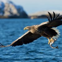 Eagle catching fish