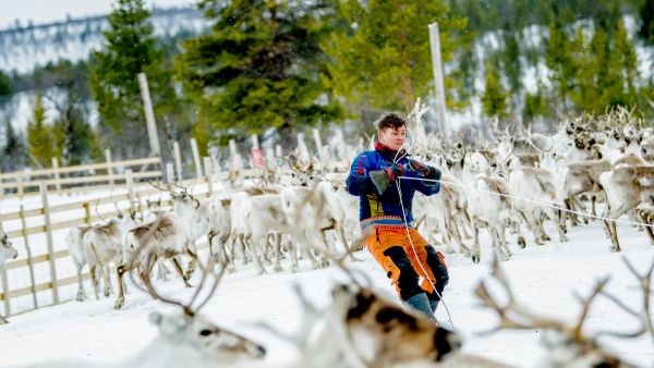 Sami man catching reindeer with lasso. Photo: Thomas Rasmus Skaug, Visitnorway.com