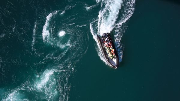 Rib seen from above. 