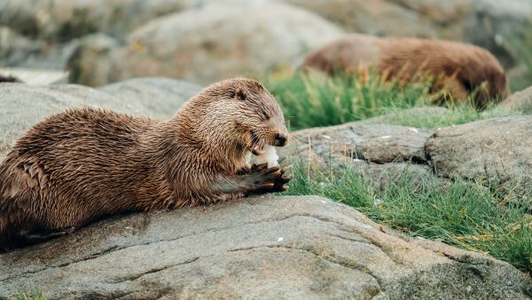 Otter at Atlanterhavsparken, photo uteguiden
