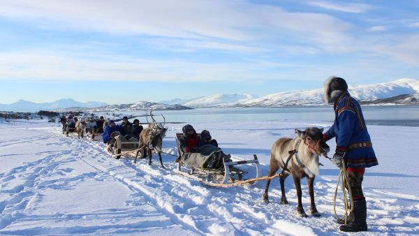Reindeer sledging in Tromsø.