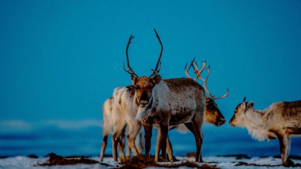 Reindeer. Photo: Thomas Rasmus Skaug, visitnorway.com