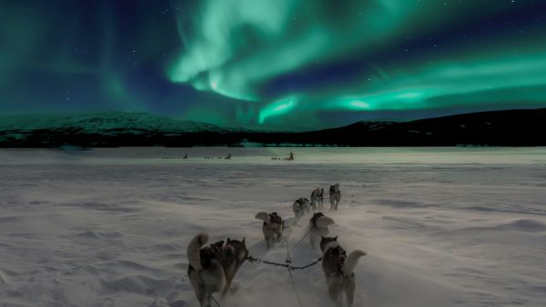 Dog sledding in the Northern lights