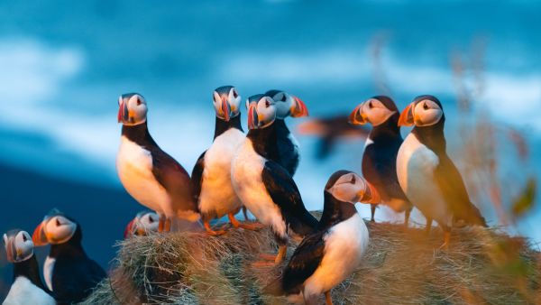 puffin norway wildlife