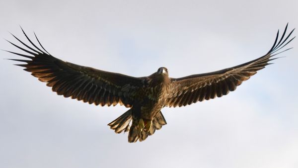 Sea eagle. Photo:  XXLofoten