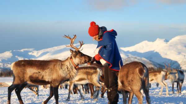 Feeding reindeer at excursion outside Tromsø.