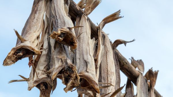 stockfish drying outdoor