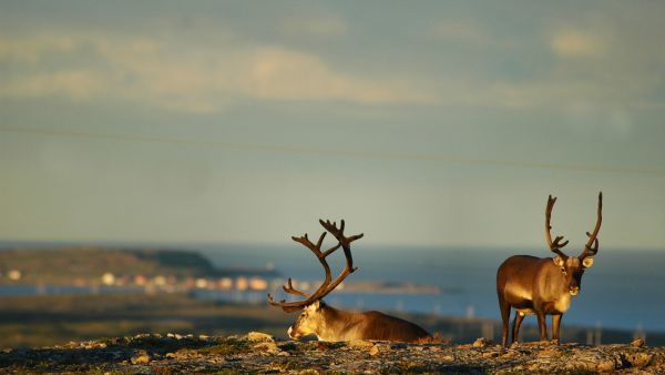 Reindeer in Vardø. Photo: Jarkko Autero, nordnorge.com