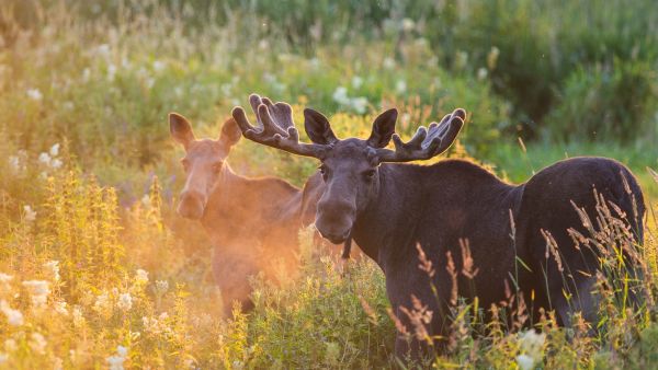 Two mooses. Photo Torbjørn Martinsen/visitnorway.com