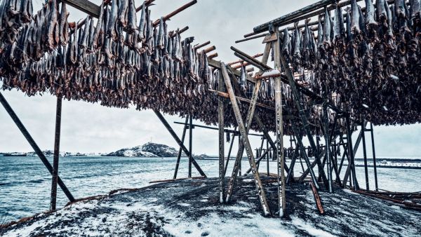 Rows of fish hanging out to dry by the ocean in the winter.