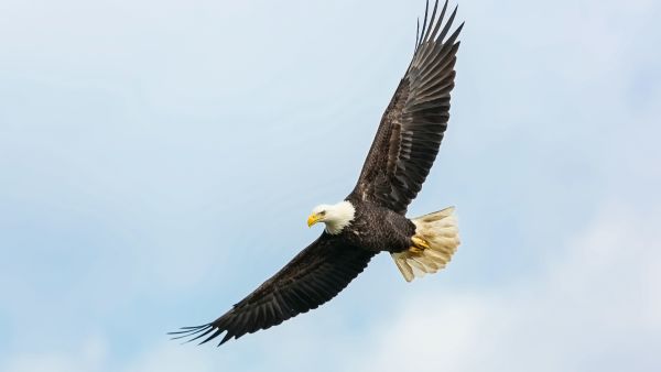 sea eagle