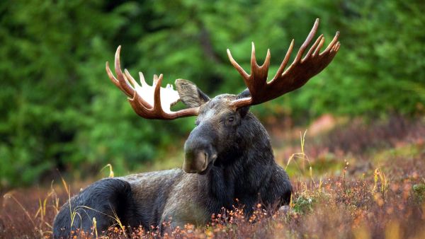 Moose, photo: David Mark, Pixabay