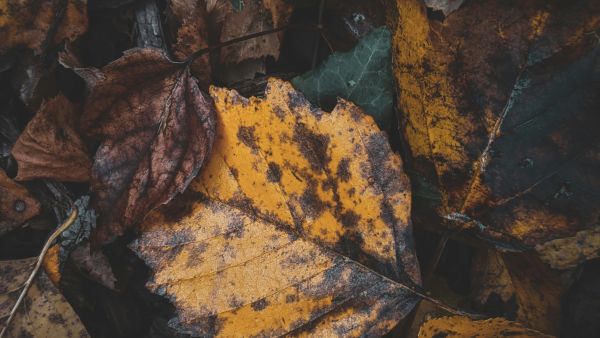 leaves