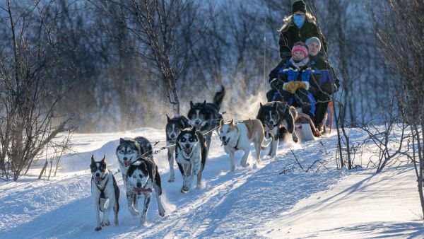 Dog Sledding with huskies