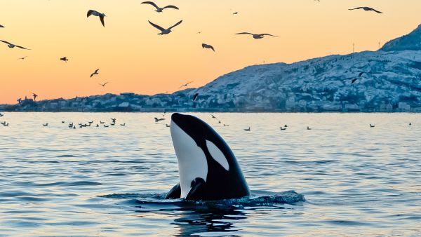 Killer whale arising from the sea in winter landscape.