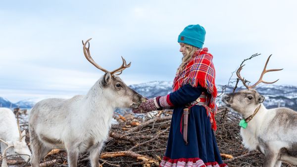 Woman in traditional Sámi clothes and blue hat feeds two reindeer in a snowy landscape with mountains in the background near Tromsø.