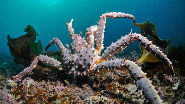King crab at the seafloor