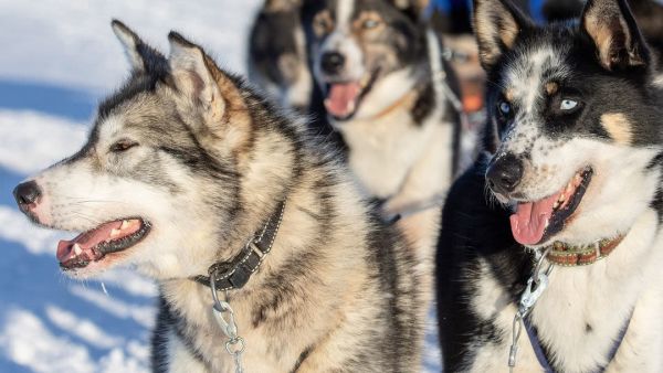 snow resort husky kirkenes arctic finale