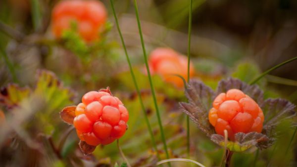 Molte, cloudberry