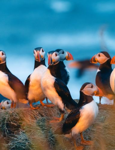 puffin norway wildlife