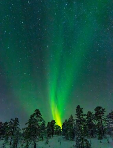 Northern Lights above trees