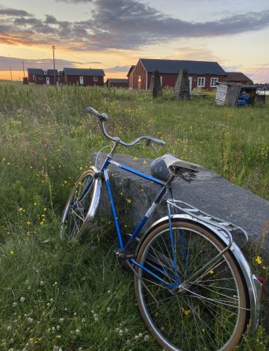 Bike in a field of summer flowers in Lofoten
