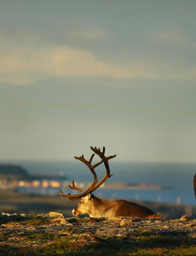 Reindeer in Vardø. Photo: Jarkko Autero, nordnorge.com