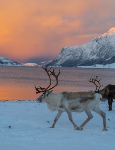 reindeer during sunset winter landscape wildlife in norway