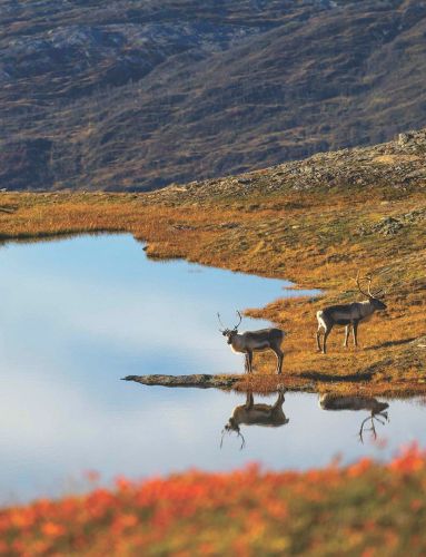 reindeer grazing in autumn-coloured norwegian mountains