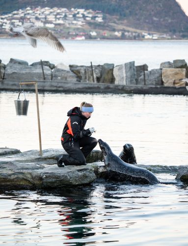 Seals at Atlanterhavsparken, Ålesund, photo: Uteguiden
