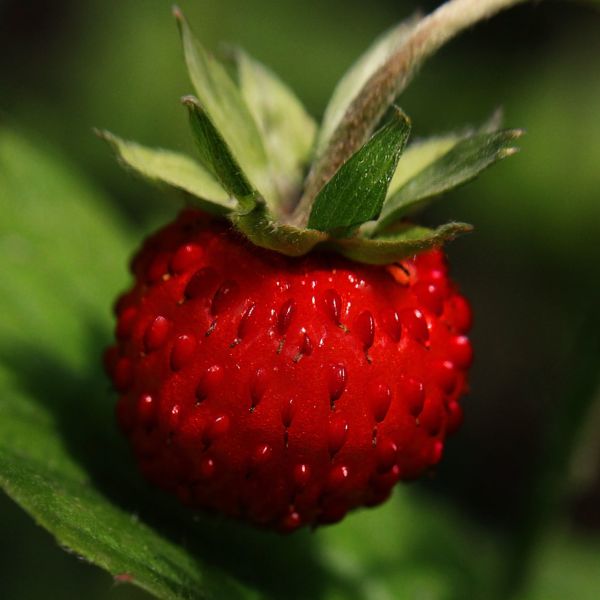 Strawberry
