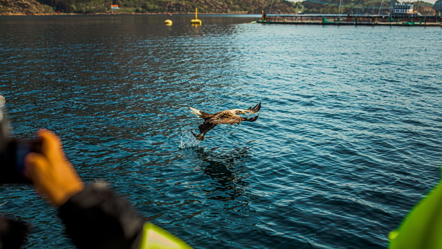 Sea eagle catching fish. Photo: Karianne Klovning, XXLofoten