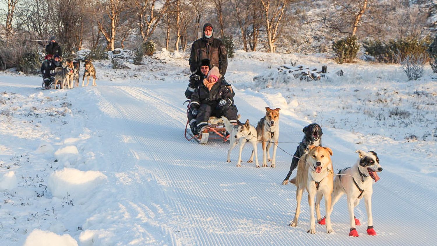 dog sledding in the arctic-8