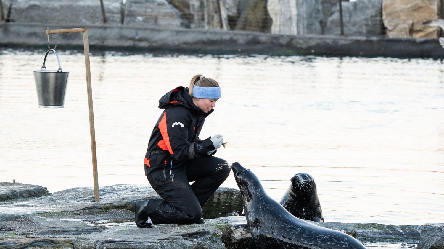 Seals at Atlanterhavsparken, Ålesund, photo: Uteguiden
