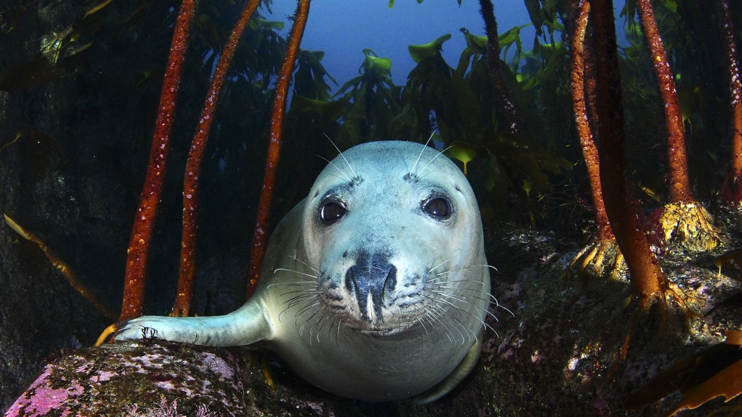 Young seal approaching photographer diving outside Ålesund. Photo by Lill Haugen