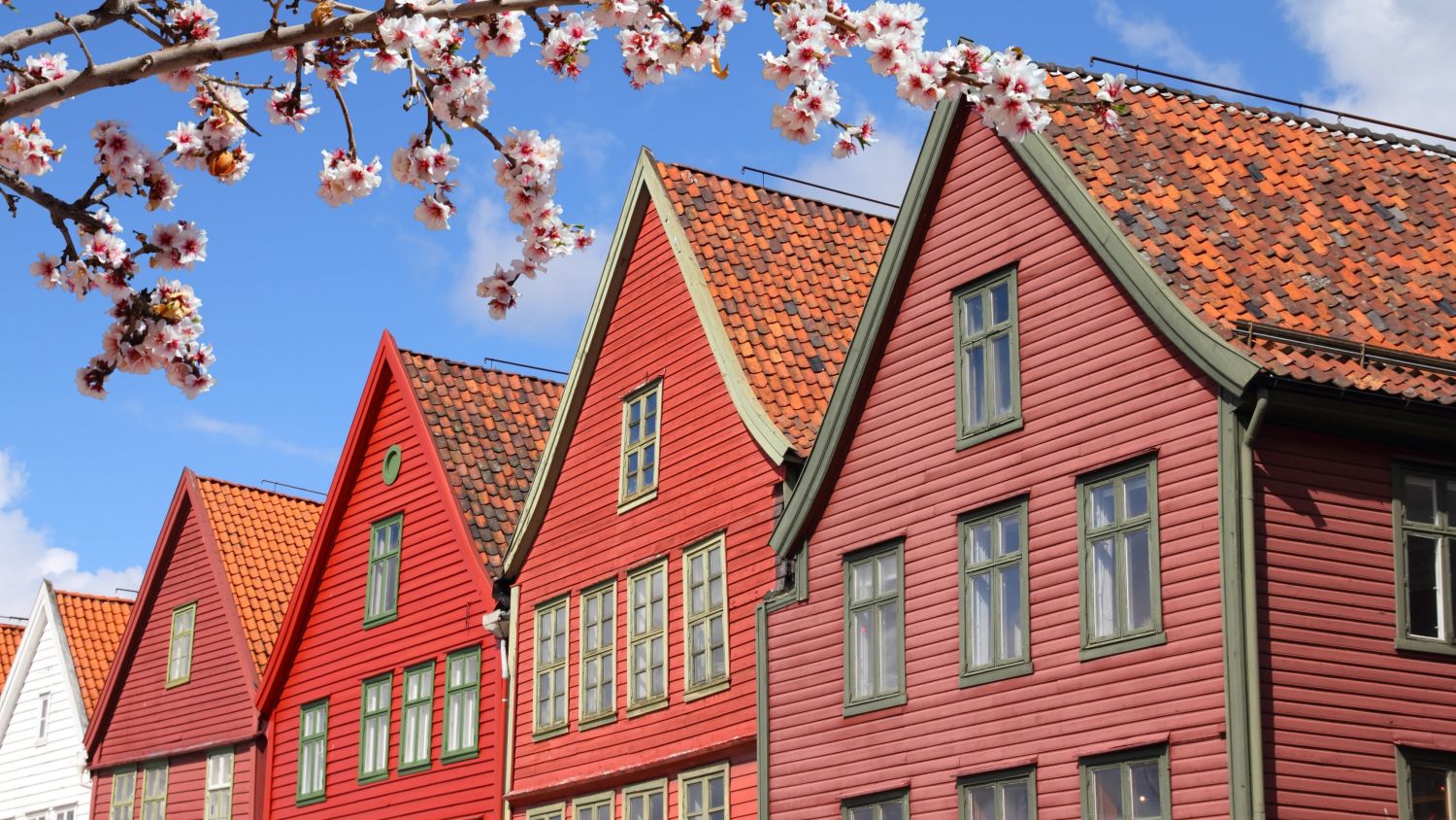 Bergen Bryggen in Norway Floral Scene