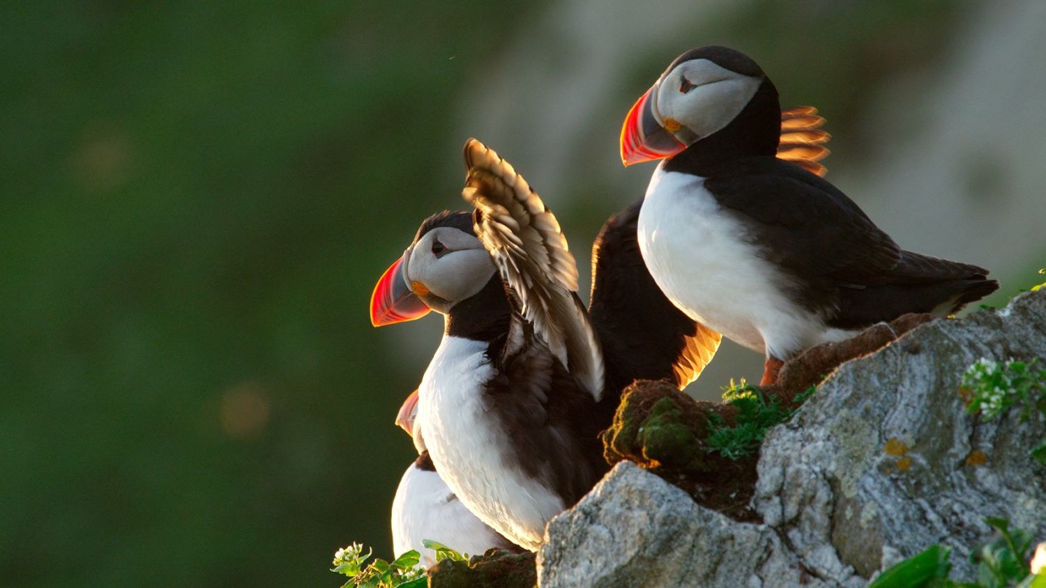 Close up of the Puffin bird in the mountains of Runde.