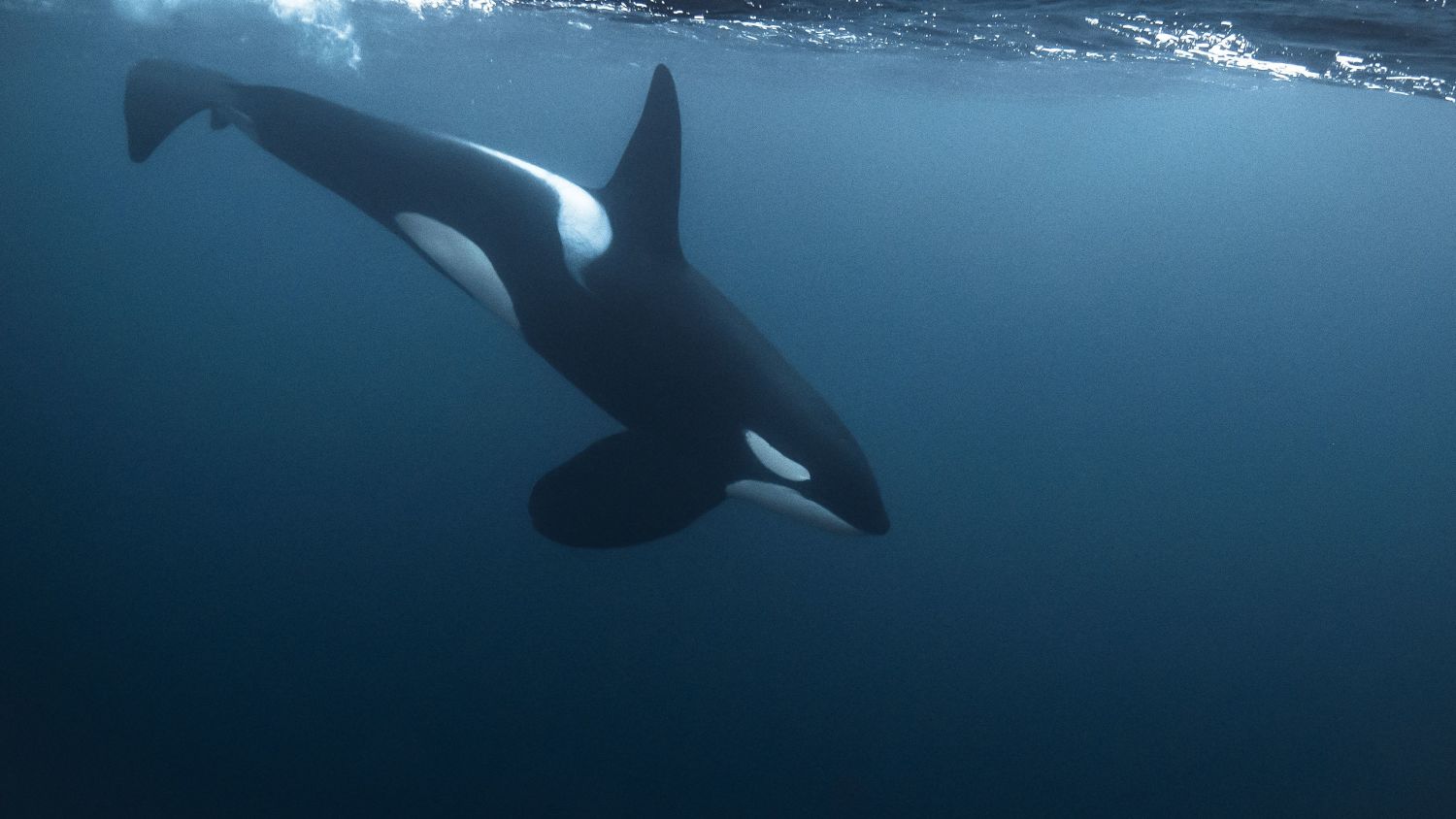 Killer whale swimming in the sea