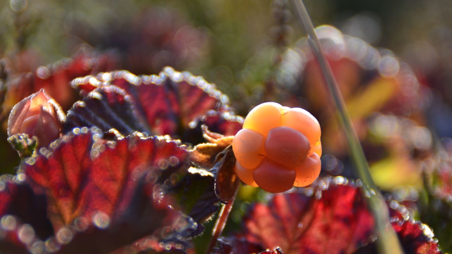 Cloudberries.Photo Foap /visitnorway.com