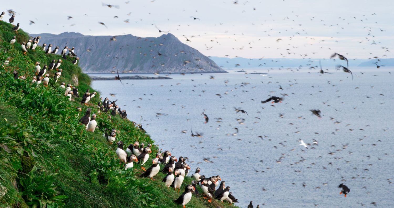 A large number of puffins both in the air and on the ground at Gjesvær. Photo: Asgeir Helgestad, visitnorway.com