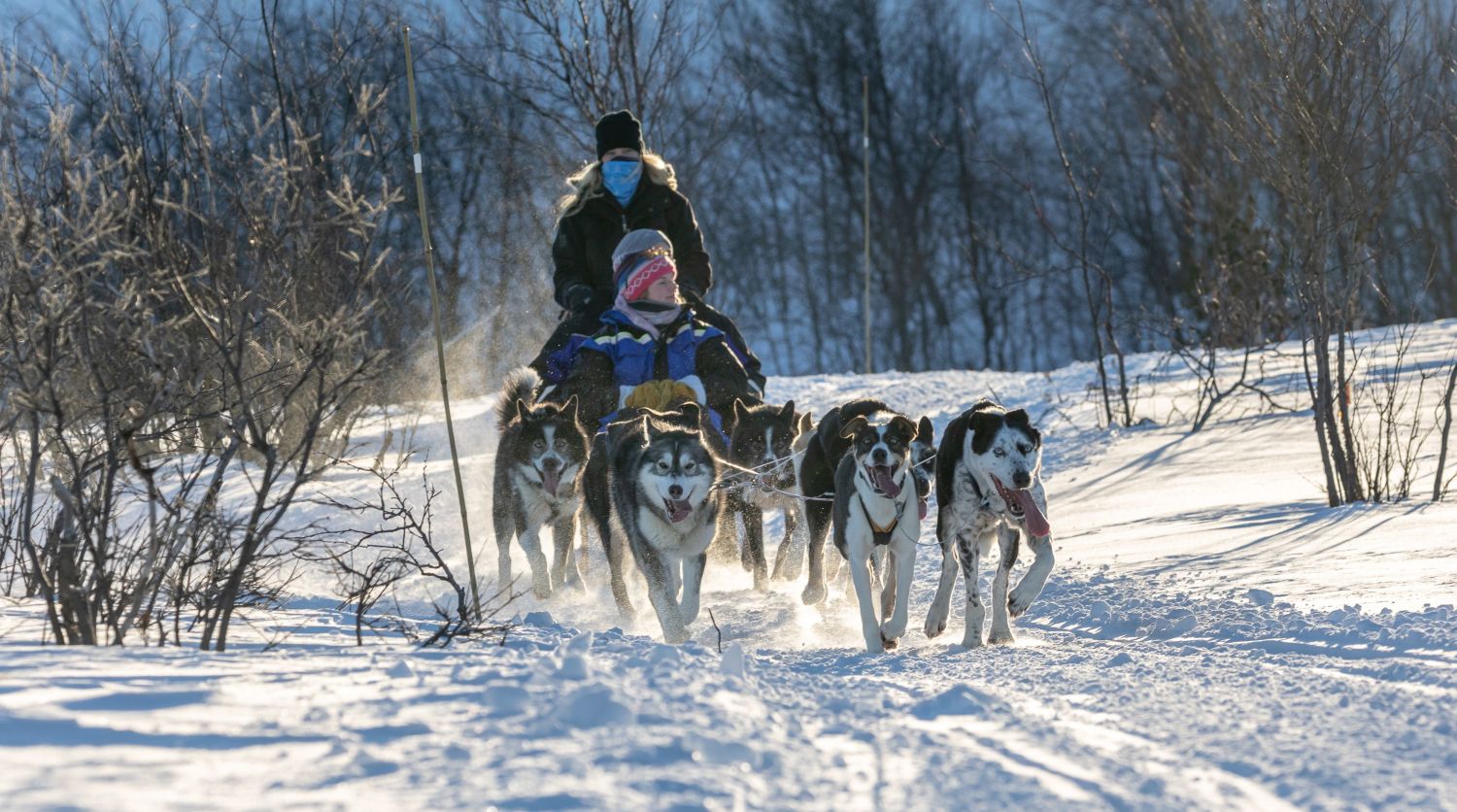 Dog sledding with huskies