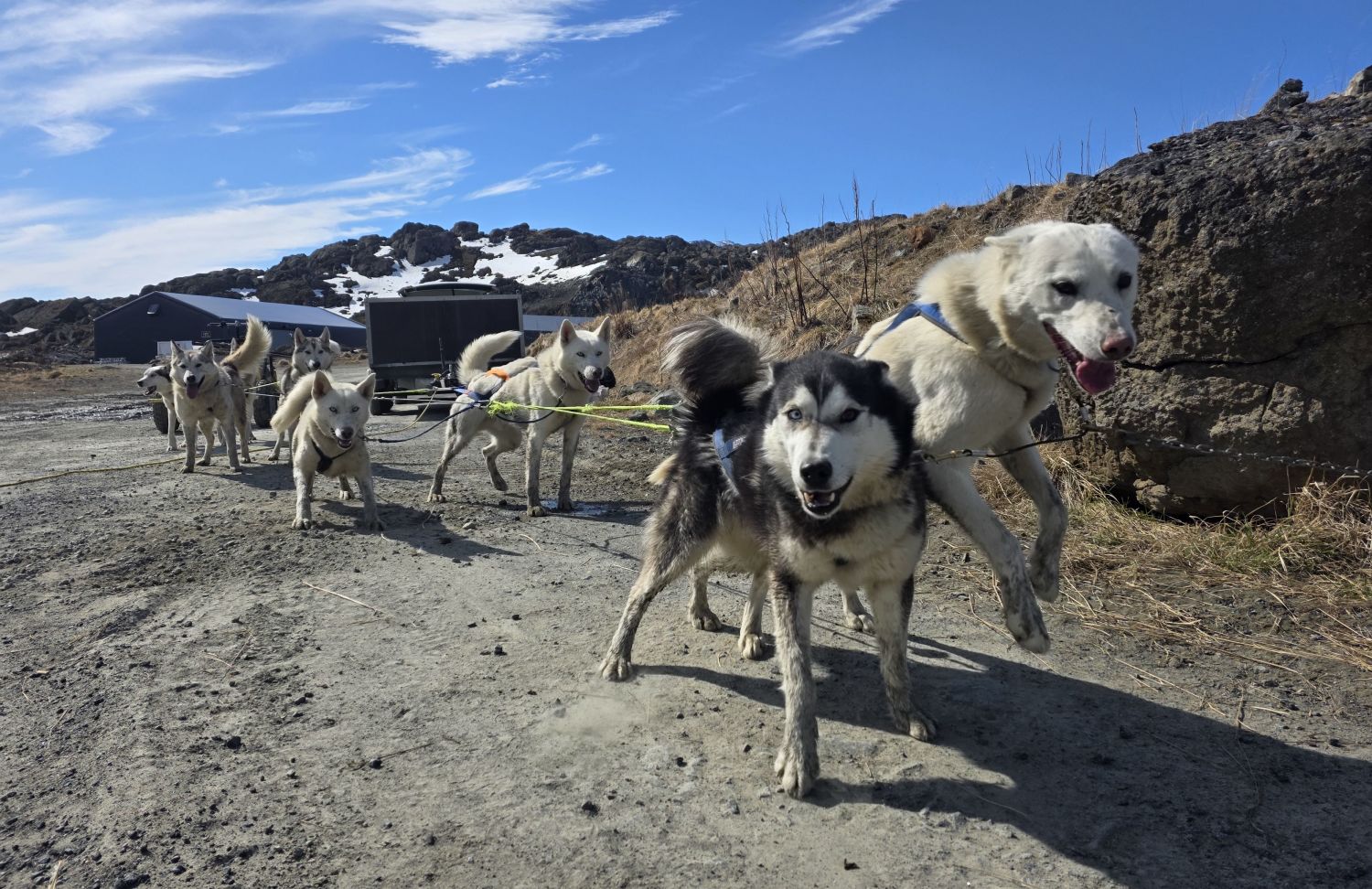Dogsledding on Wheels, excursion in Norway with Havila Voyages