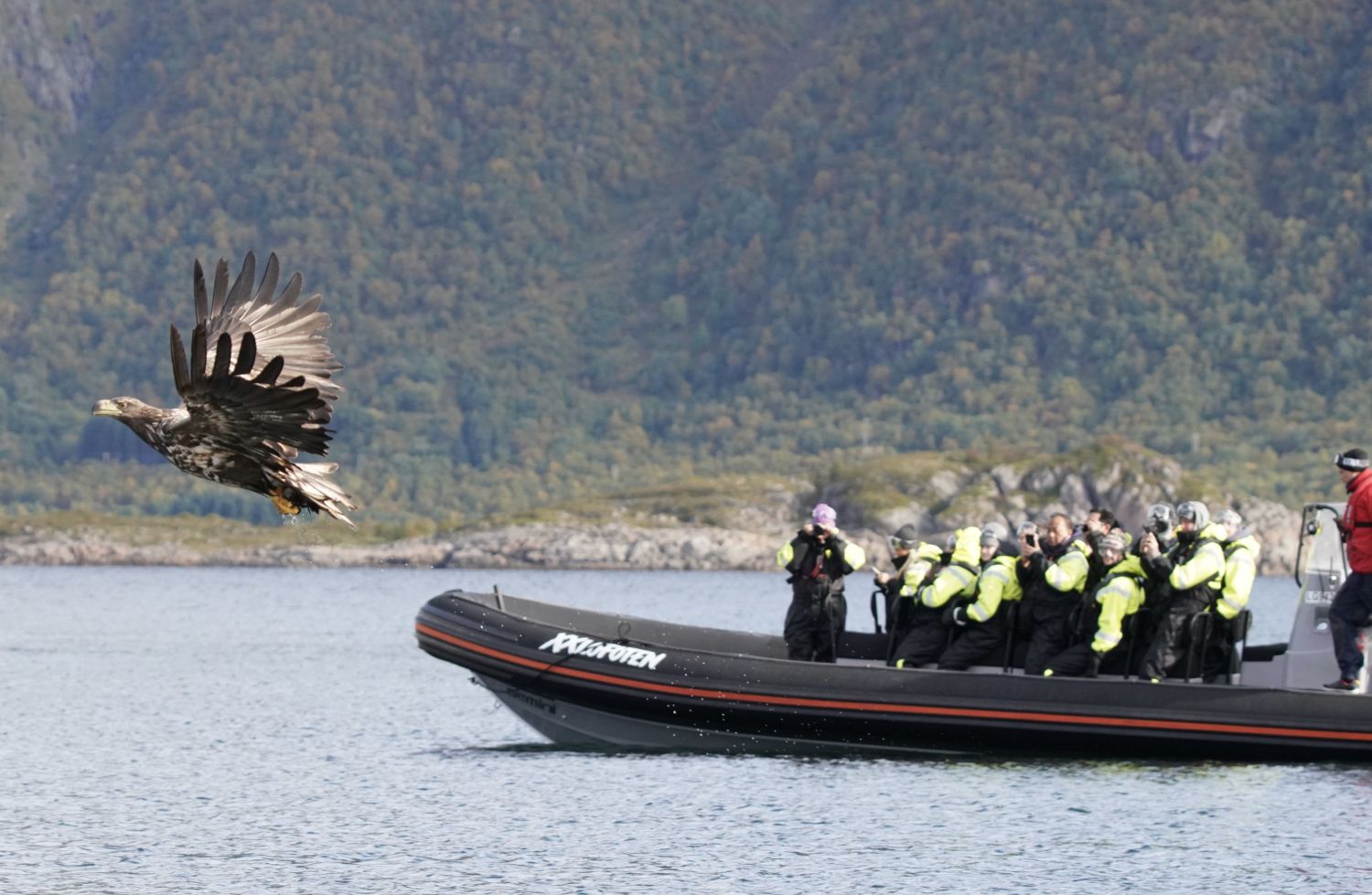 Sea eagle and RIB in the background