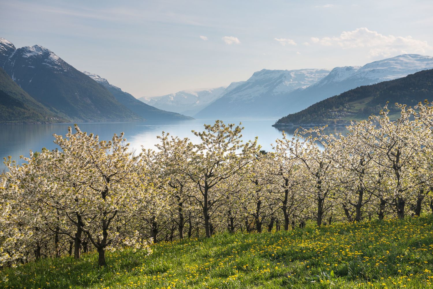 Apple blossoms in the Hardanger fjord. Photo: Sverre Hjørnevik, FjordNorway.no