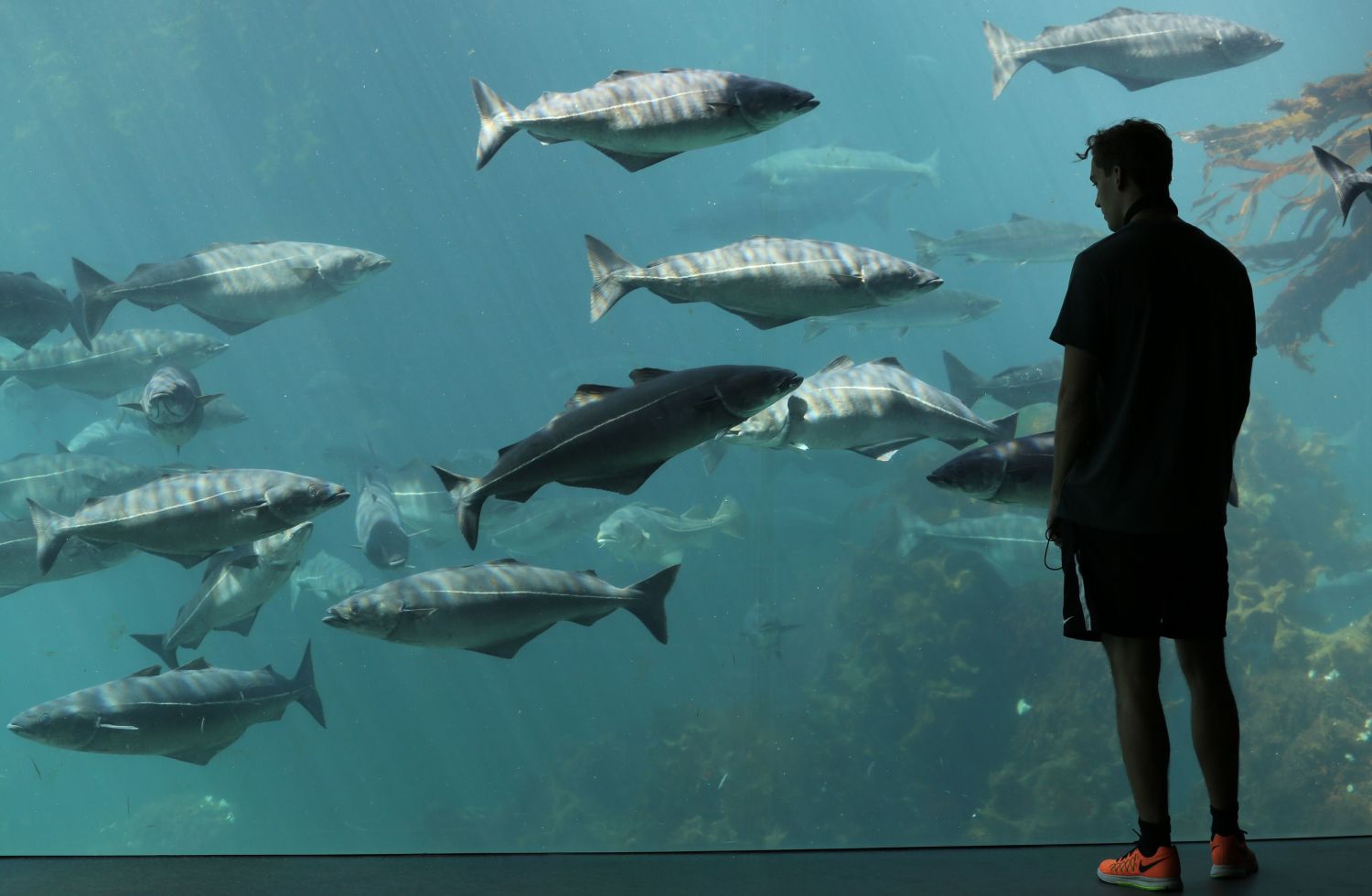 Atlanterhavsparken Aquarium - Havila Voyages