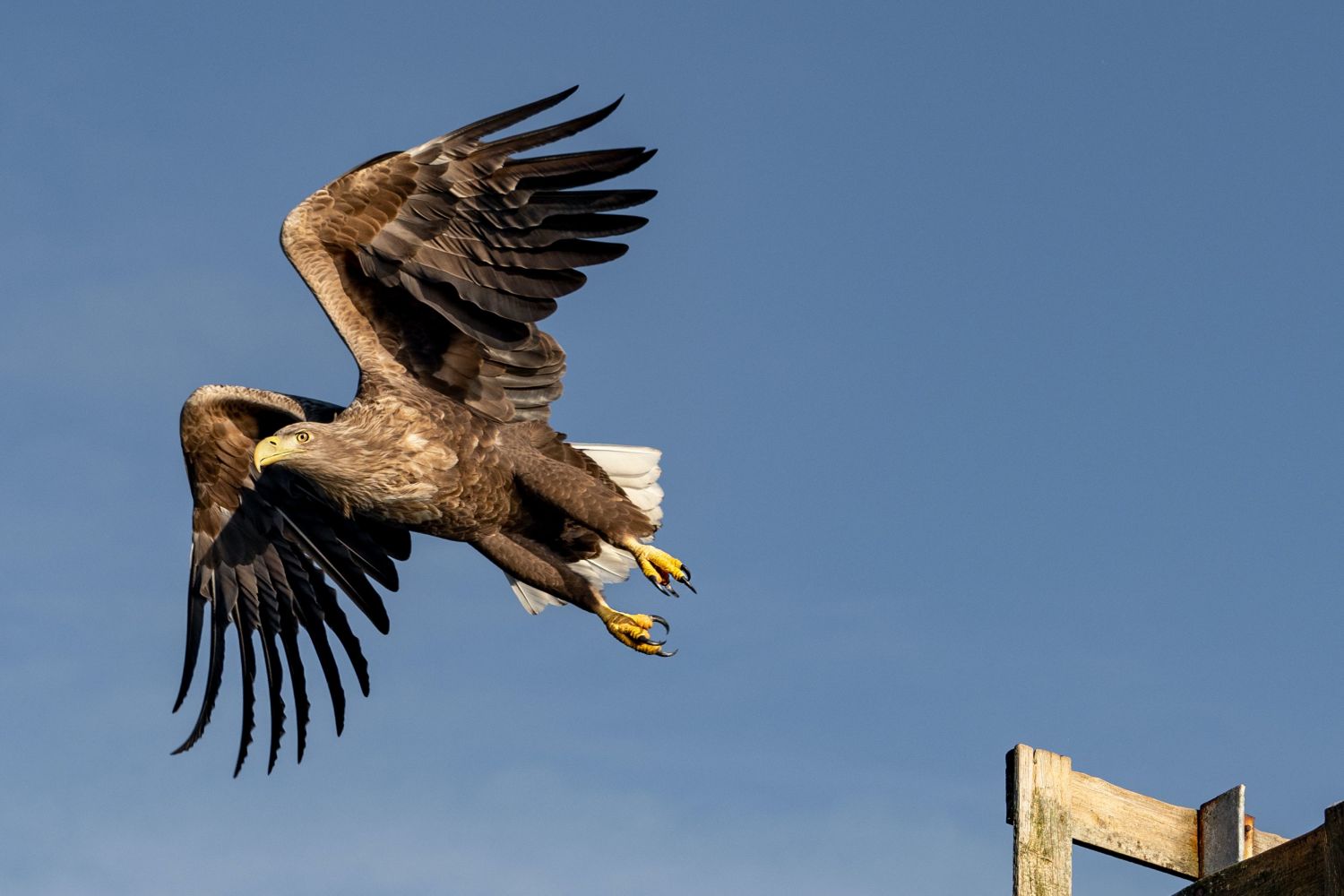 Havørn, Sea Eagle